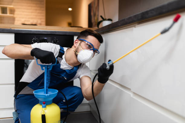 Best Wasp Removal Services  in Stone Park, IL