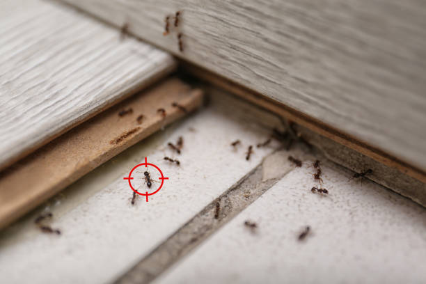 Best Flea Control Services  in Stone Park, IL