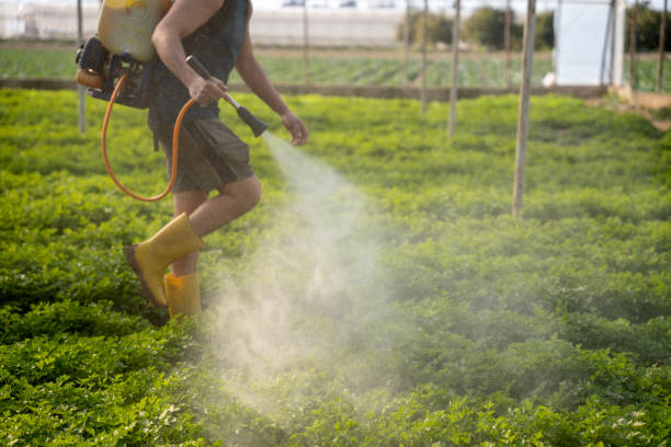 Best Ant Control Services  in Stone Park, IL
