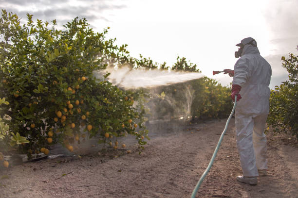 Best Flea Control Services  in Stone Park, IL