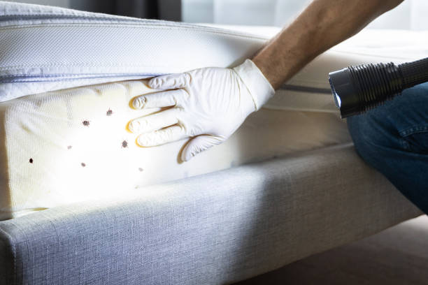 Best Termite Control Services  in Stone Park, IL