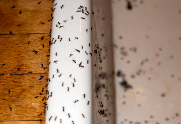 Best Best Pest Control Companies  in Stone Park, IL