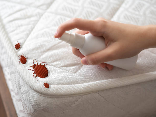 Best Mosquito Control Services  in Stone Park, IL