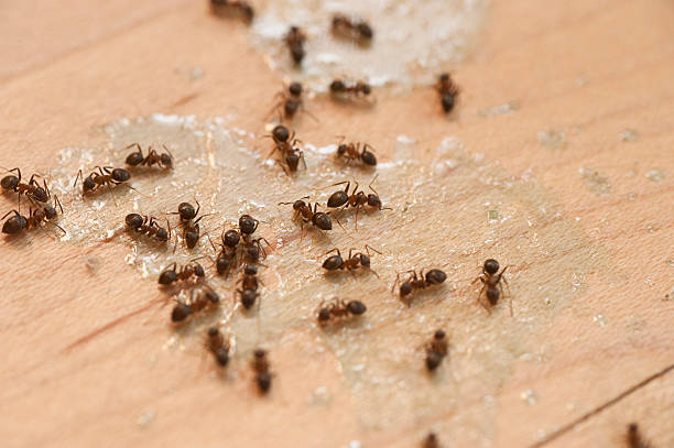Best Best Pest Control Companies  in Stone Park, IL