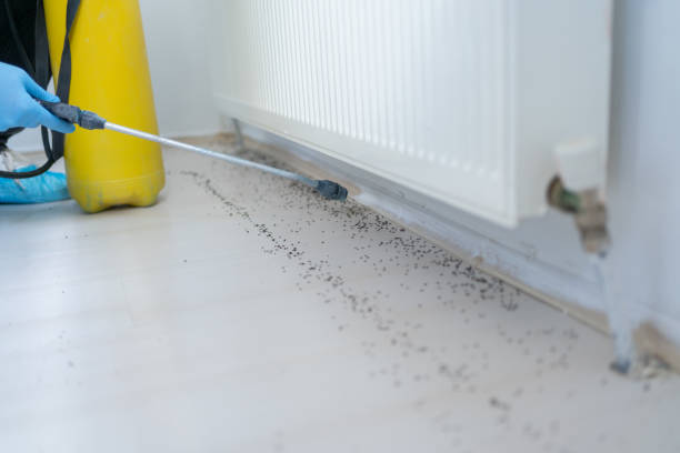 Professional Pest Control in Stone Park, IL