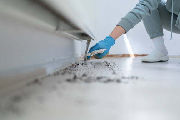 Best Local Pest Control Services  in Stone Park, IL
